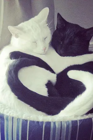 ปกนิยาย Fri[end] รักแท้ ไม่แพ้โชคชะตา[Yaoi]