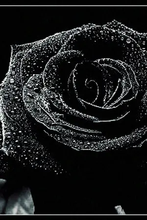 ปกนิยาย ❀ Romantic Rose 9 {Short Story EXO,SNSD} ❀