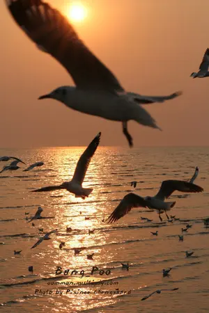 ปกนิยาย ฉันคือ...นก