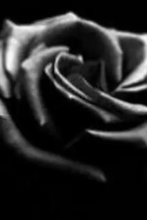 ปกนิยาย [Boyfriend Fanfiction] :: Malerose (เถ้ากุหลาบ)