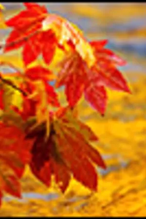 ปกนิยาย [infinite|woogyu] Everlasting Sunset