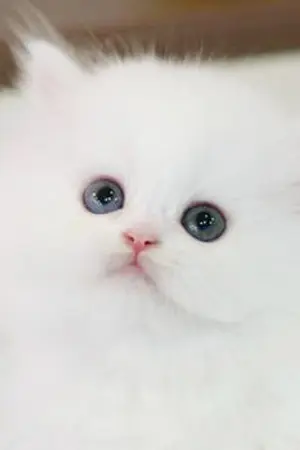 ปกนิยาย God's secret