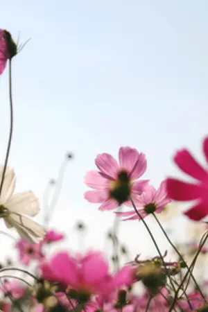 ปกนิยาย สมัครเป็นสมาชิกกลุ่มOxPhot