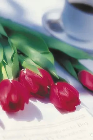 ปกนิยาย (ชุดโรมานซ์แฟนตาซี) พรานราตรี by มัญชุดา