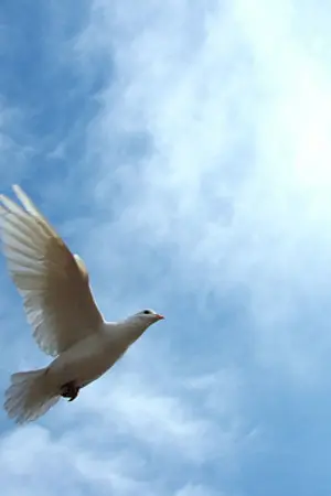 ปกนิยาย (ชุดวงการบันเทิง) ดั่งลมใต้ปีก by เมดา