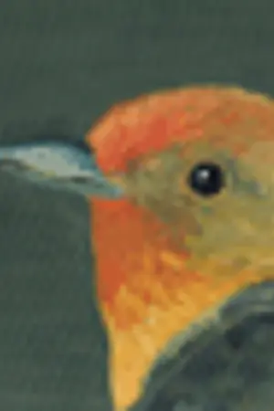 ปกนิยาย Beauty Birdy