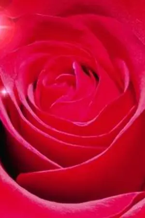 ปกนิยาย Travel Of red Rose [Yaoi]