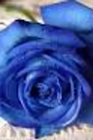 ปกนิยาย ตรวนกุหลาบ