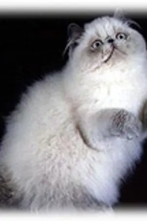 ปกนิยาย Fufu's Diary