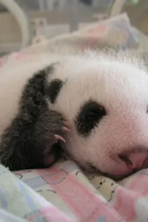 ปกนิยาย A little friend เจ้าเพื่อนตัวน้อย