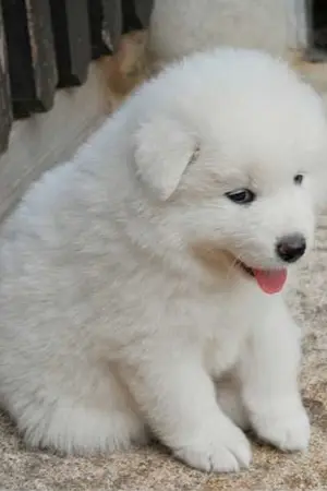 ปกนิยาย [TaoKacha AF8] Like the Sunshine