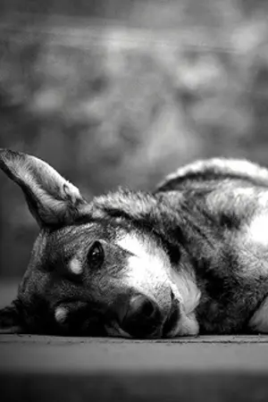 ปกนิยาย 10 คำขอร้องจากเจ้าตูบ