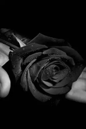 ปกนิยาย [SJ FIC] ---Dark roses---[CinTeuk/KH/KyuMin/YR/WonHanHyuk]