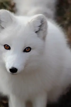 ปกนิยาย Kyumin นิทานเรื่องเล่าหมาป่ากับกระต่าย