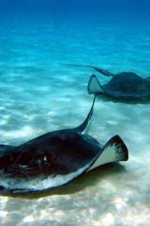 ปกนิยาย A story of the night before Valentine's...