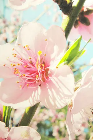 ปกนิยาย Stolen my heart  [Yaoi]