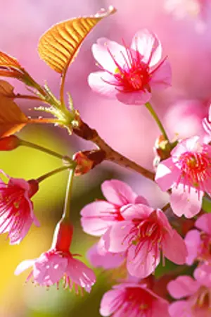 ปกนิยาย บ่วงร้ายจำนนรัก