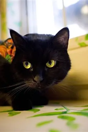 ปกนิยาย [EXO] Can you remember? [Kris x Tao]