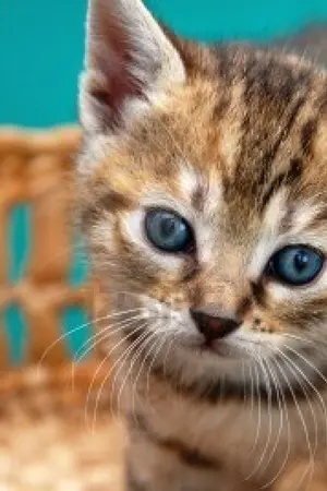 ปกนิยาย [EXO] น้องชายมาเฟีย [เควินxเอดิสัน ft.KrisTao]