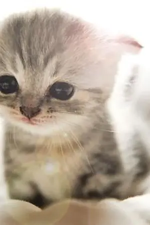 ปกนิยาย [EXO] I Can Love If You Don't Lie [KaiSoo]