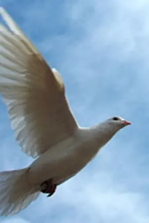 ปกนิยาย ด้านมืดของกำแพง [Yaoi]