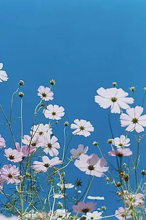 ปกนิยาย ต้นรักของฉัน