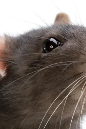 ปกนิยาย เจอร์รี่ โร้ด