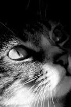 ปกนิยาย [Fic Exo] He's my love [Kaihun,Chanbaek]