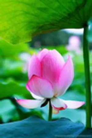 ปกนิยาย ปทุมาบูชารัก