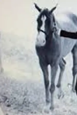 ปกนิยาย แค้นรัก วิวาห์ร้าย