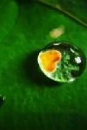 ปกนิยาย หยาดน้ำค้างบนยอดไม้