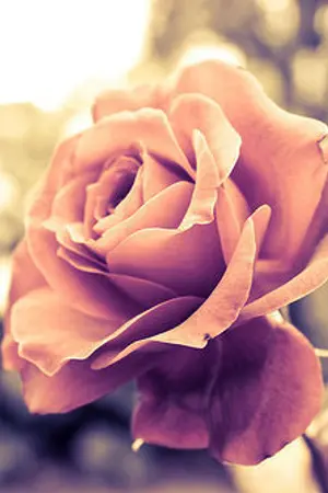 ปกนิยาย [FIC-BEAST] Truly madly deeply