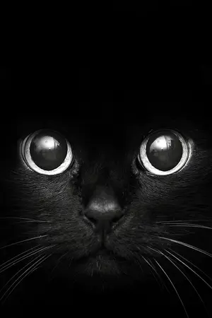 ปกนิยาย Alisia Farwronel