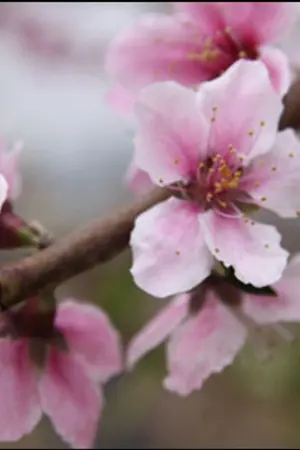 ปกนิยาย สัญญาหัวใจ