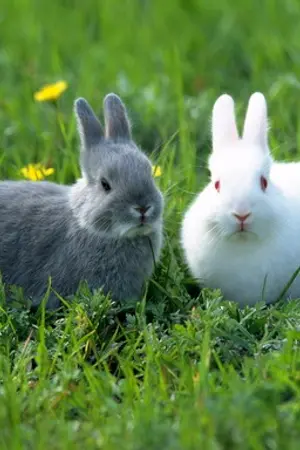 ปกนิยาย SJ : My Baby :: HanChul ft.Yesung , Kangin