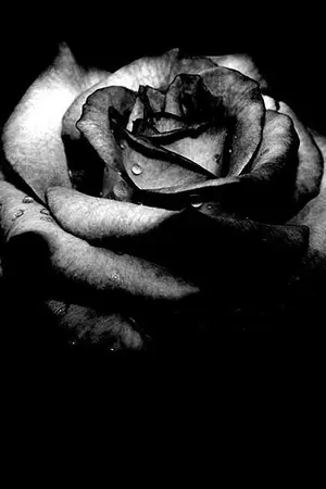 ปกนิยาย ( exo ) BLACK ROSE ✰ krislay ° kaido ° taoho