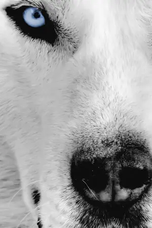 ปกนิยาย [EXO] ✚ :: THE R0UGE FAIRY TALE :: ✚ [KRIS&LAY] ft. KAI&DO*