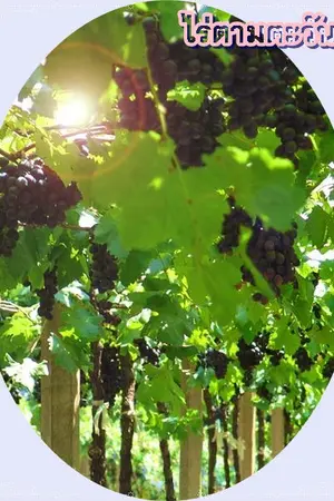 ปกนิยาย コレは愛　: Kore wa Ai [YAOI]