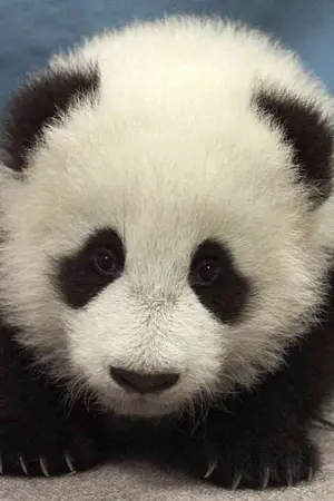 ปกนิยาย [EXO] My cutest panda แพนด้าของผมน่ารักป้ะละ!