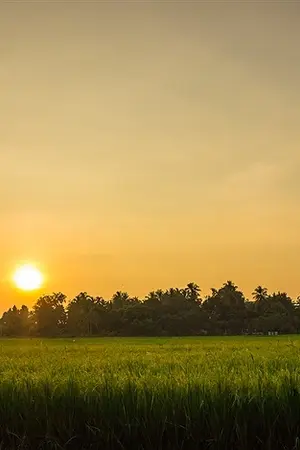 ปกนิยาย เมล็ดข้าวสีทองแห่งท้องนา