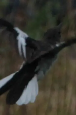 ปกนิยาย CROW