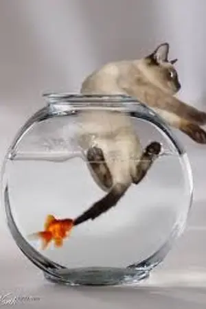 ปกนิยาย เรื่องขำๆที่โรงเรียน My School