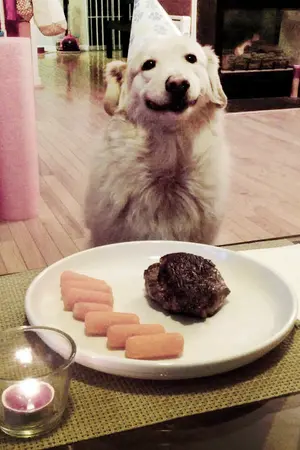 ปกนิยาย (exo) my puppy u ( chanbeak ft.kd,hh )