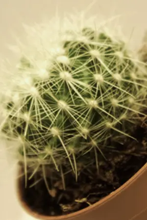 ปกนิยาย Short Fiction: *Love Conflict* (Chanyeol x Beakhyun)