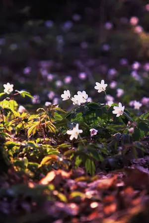 ปกนิยาย sf It's beautiful (EXO) krishan