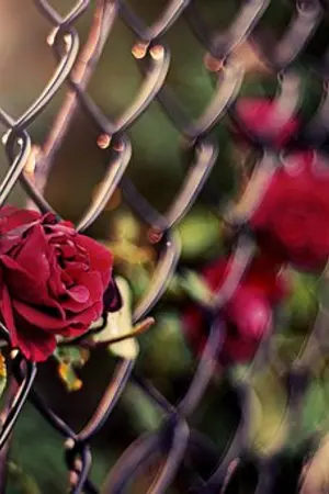 ปกนิยาย ตรวนรัก พันธนาการกุหลาบ