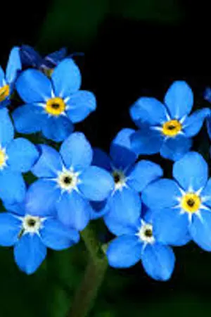 ปกนิยาย [Fic Hanhyuk Kihae,SJ] The Twins ..แฝดรักอลวน