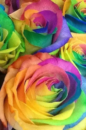 ปกนิยาย ความหมายของดอกไม้ทั่วโลกและผู้ชายควนรู้ไว้ซะแต่ผู้หญิงรู้ดี✿