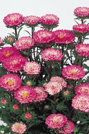 ปกนิยาย II KAGERIA ASTER