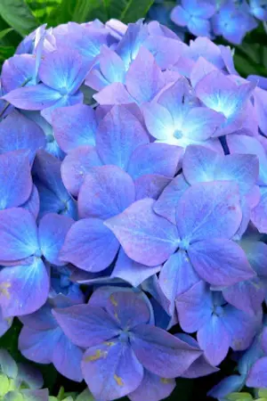 ปกนิยาย III KAGERIA IRIS
